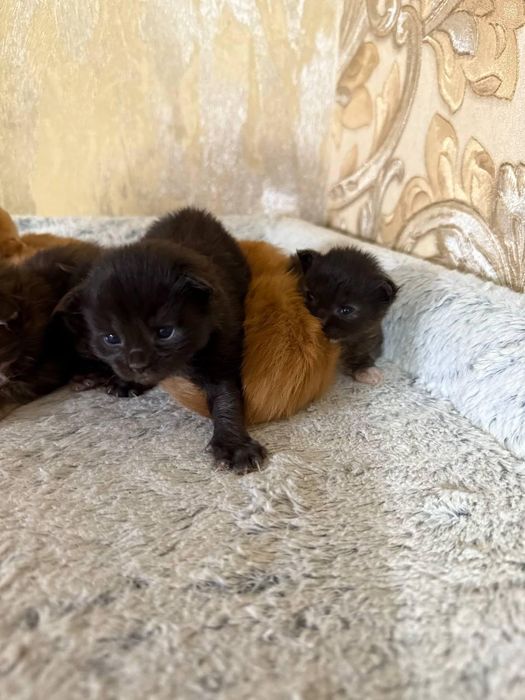 Котята мейн кун 100000