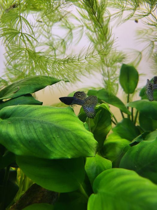 Guppy Metal Snakeskin Blue – pești pentru acvariu