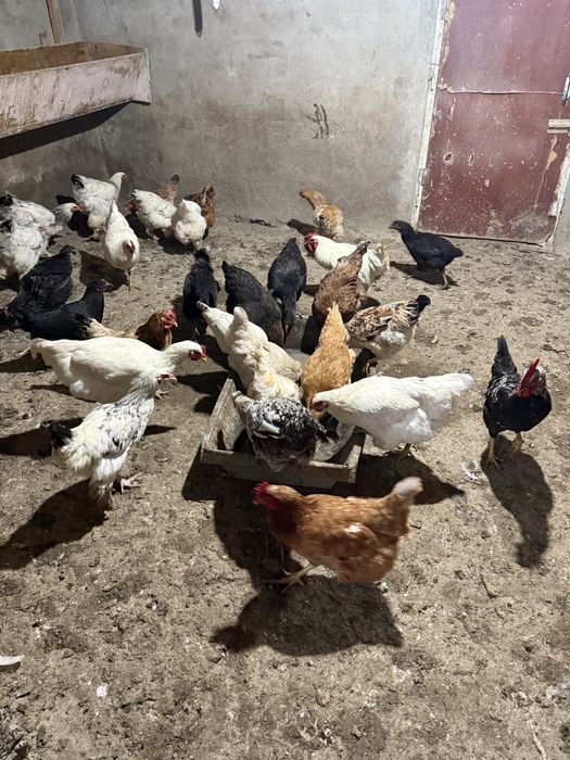 Продам молодых породистых кур.