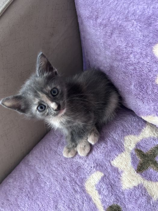 Отдам кошечку рождена 5 марта