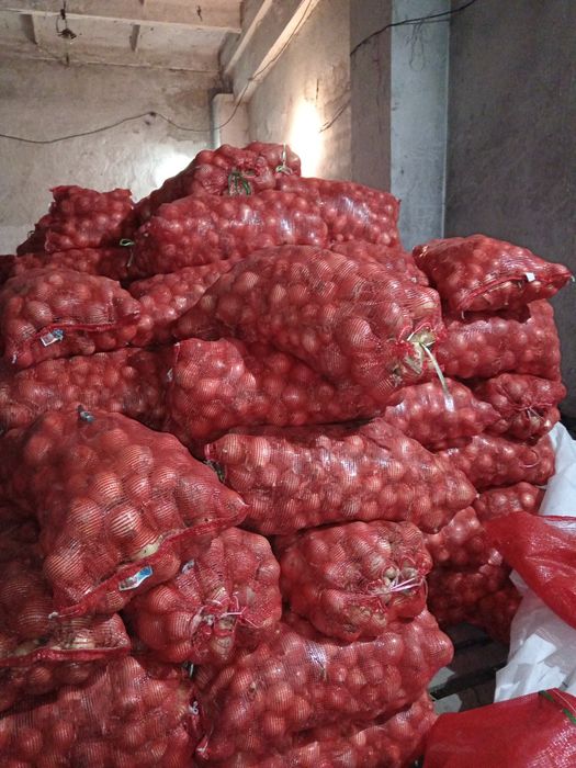 Лук оптом сухой отборный.