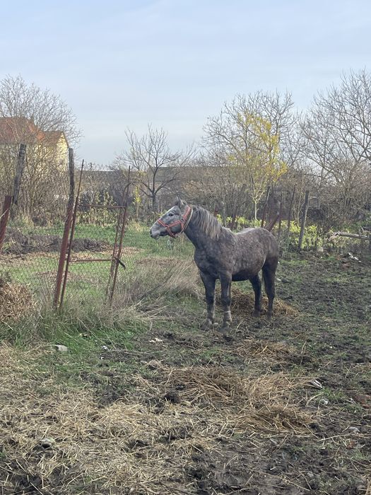 Schimb pecheron original de un an, nu ofer diferență nici transport