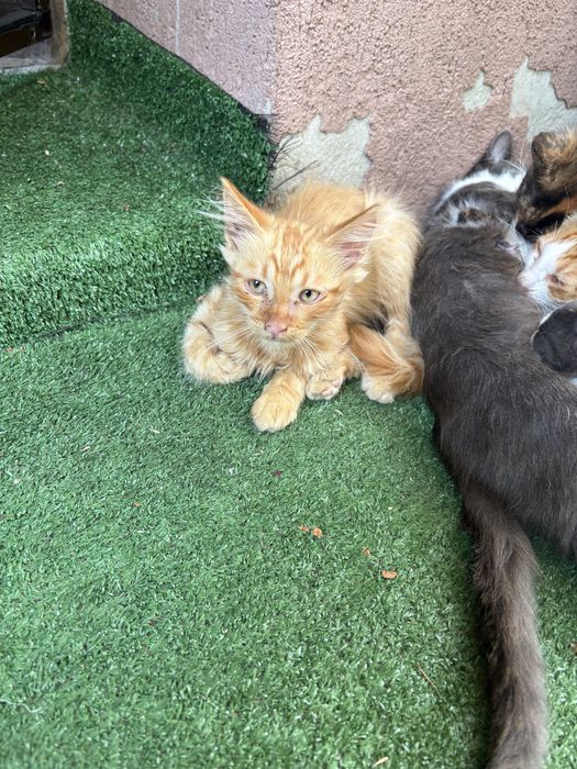Ofer spre adoptie 4 pisoi