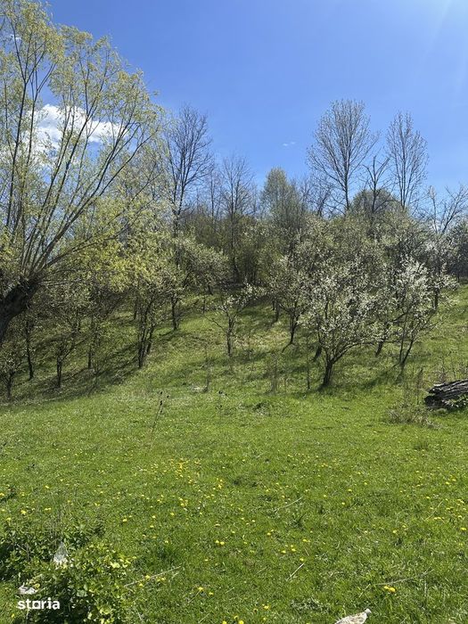 Provița de Jos - teren intravilan 2035mp - 13 Euro/mp