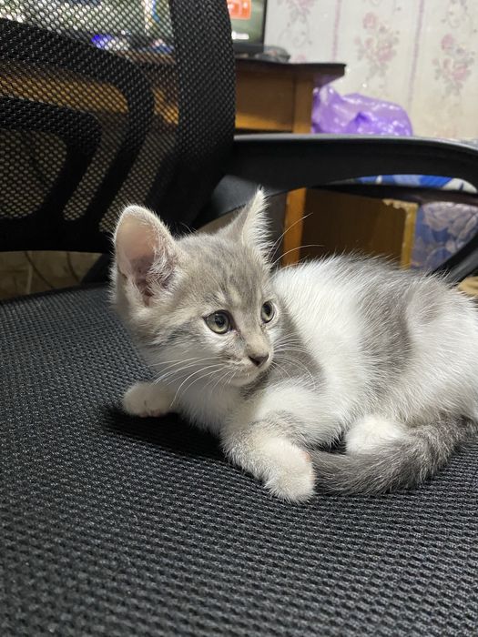 Отдам котят в добрые руки