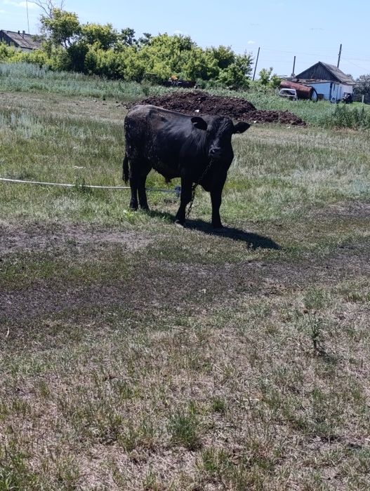 Продам  три быка