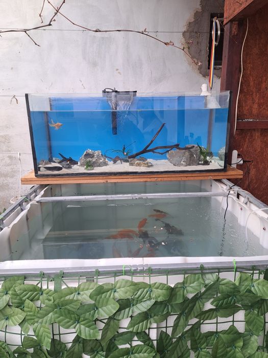Acvariu foarte mare de 200l