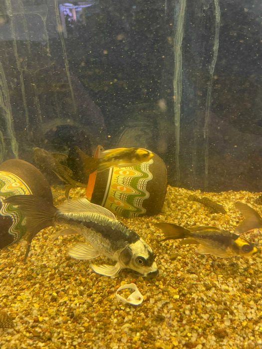 Риби кои / пеперуди/