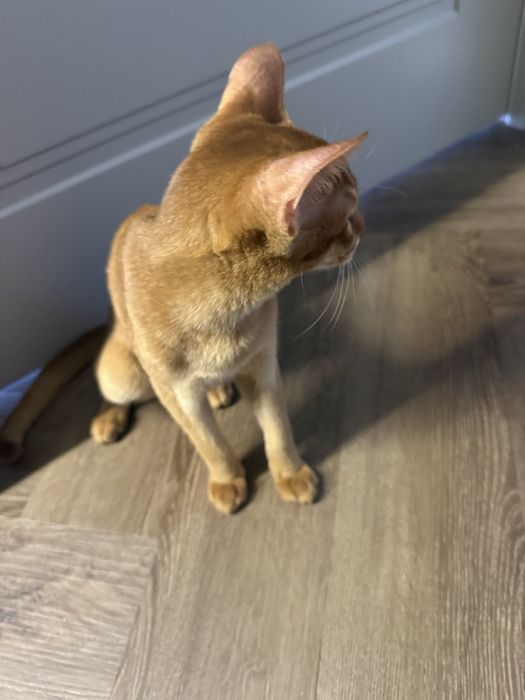 Абиссинский котенок