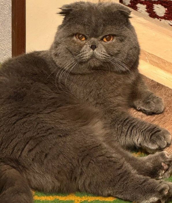 Вязка Скоттиш фолд