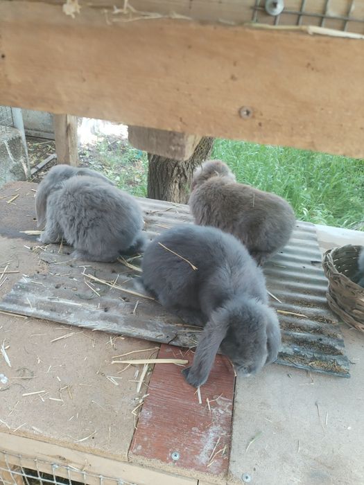 Крольчата 2,5 месяца фб