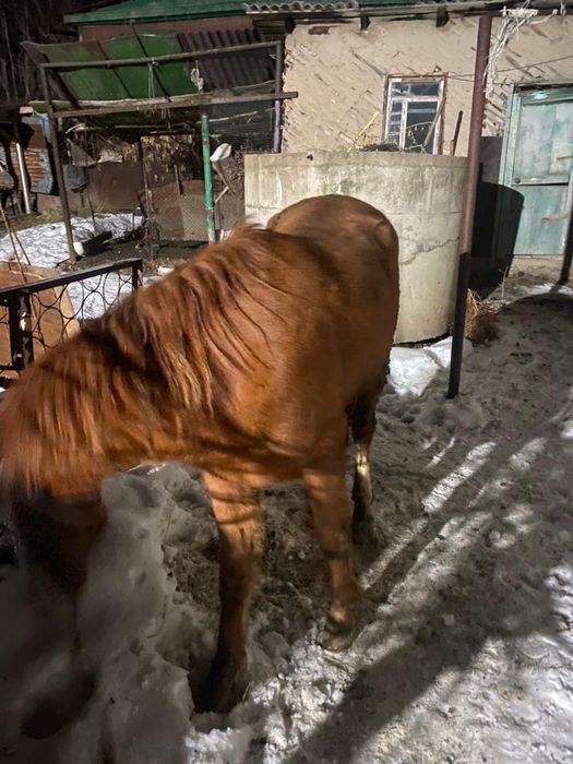 продам байтал 2,5 года кобылка