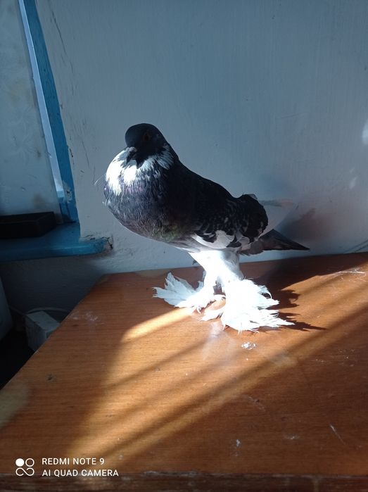 Голуби самка дутыш