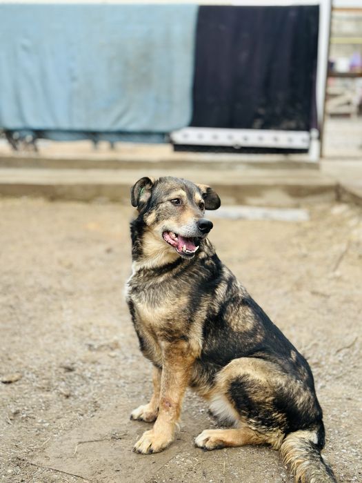 Гайда. Ищет семью классная собака