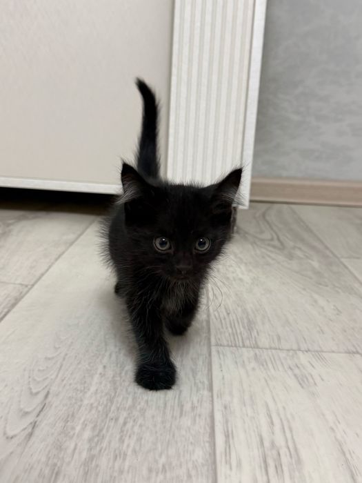 Отдадим в добрые руки,срочно