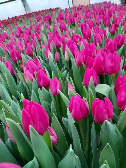 Тюльпаны оптом | Сезон 2026