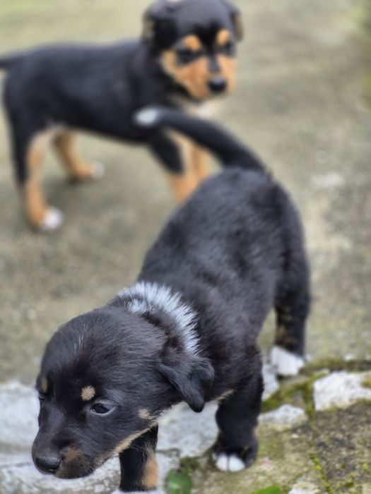 Подарявам женски  кученца