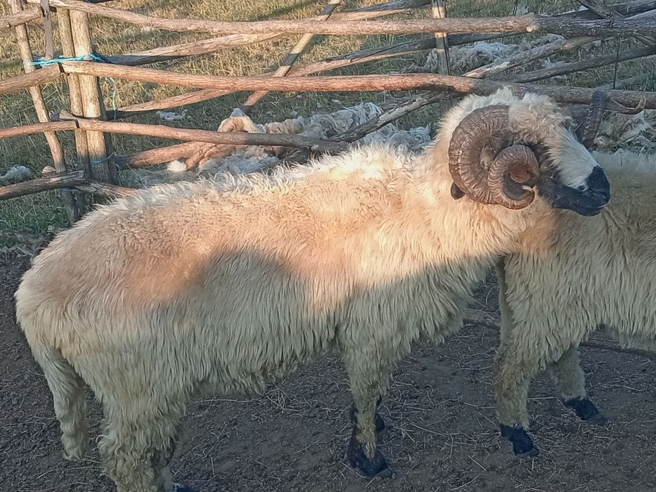 De vânzare Berbec sau schimb cu animale