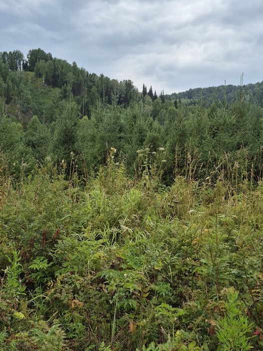 Питомник от ДЕДА предлогаеь: посадочный  материал. Ель сибирская