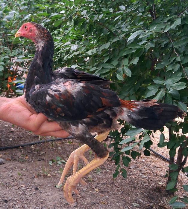 Продам бойцовых цыплят!