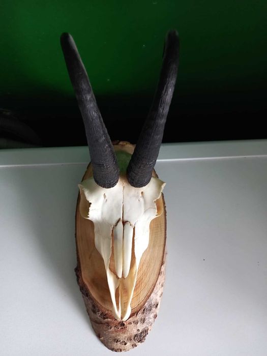 trofeu,trofee,craniu,coarne outdoors