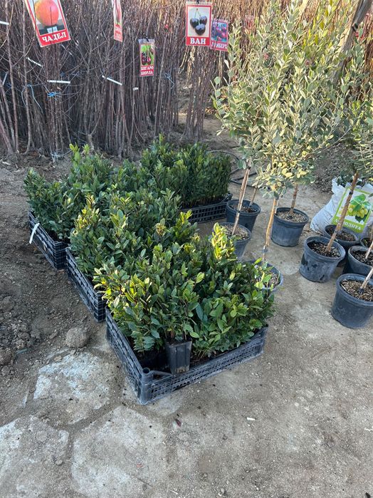 Дафинов лист - във всяка саксия има по няколко корена