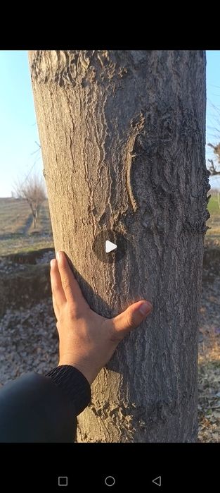 Teraklar sotiladi