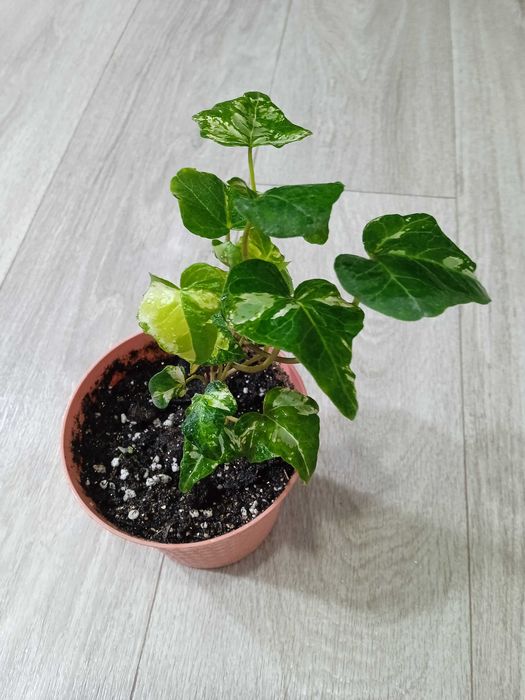 Продажа комнатных растений