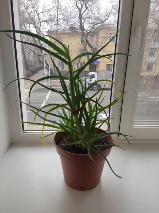 Продам лечебный алоэ 5 лет.