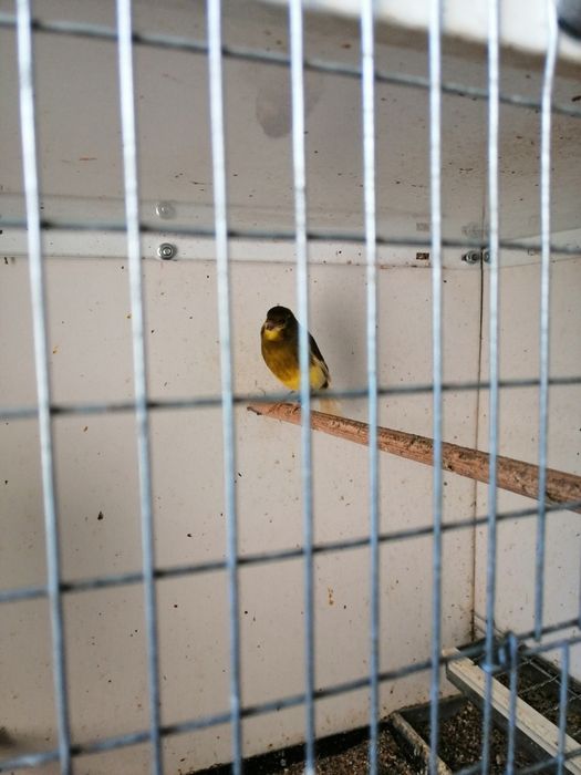 Продавам канари от 25год