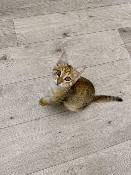 Котенок в добрые руки, СРОЧНО
