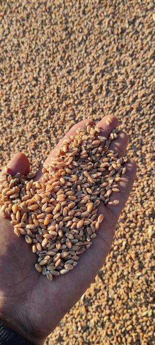 Пшеница Зерно Бидай. Арпа Дробленка