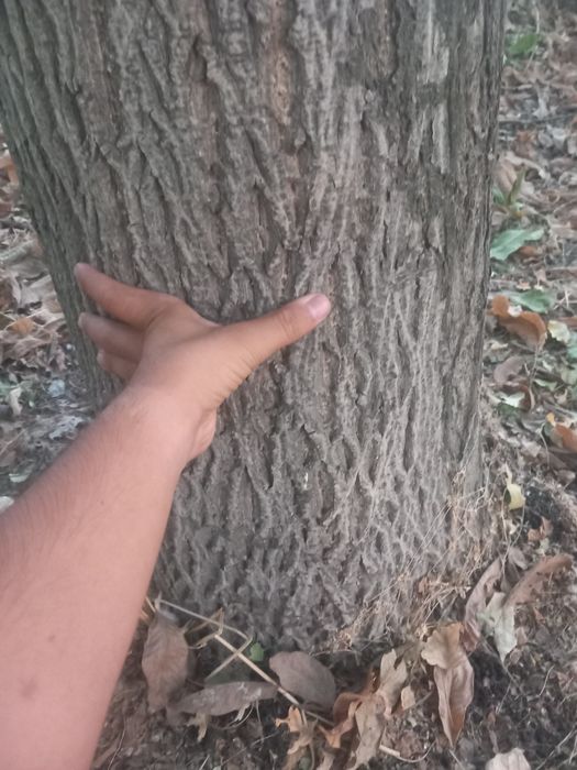 25-yillik yong'oq daraxtlari 30 dona Samarqand Jomboy