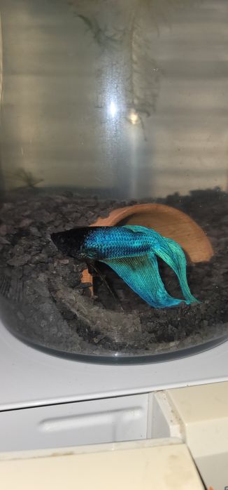 Betta Splendens Veiltail XL – Turquoise Blue