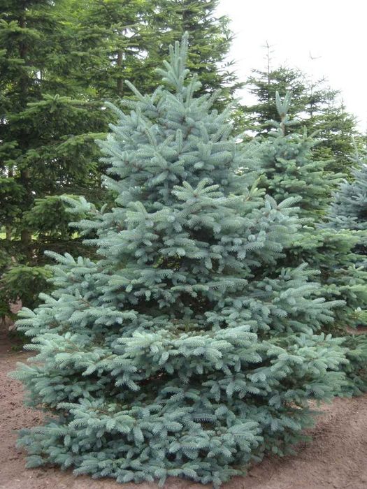 Brad argintiu Picea Glauca brad korean