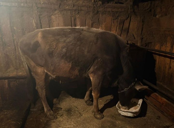 Продам стельнуюю корову