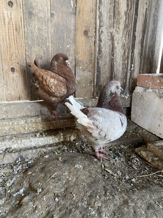 Vand sau schimb porumbei kingi