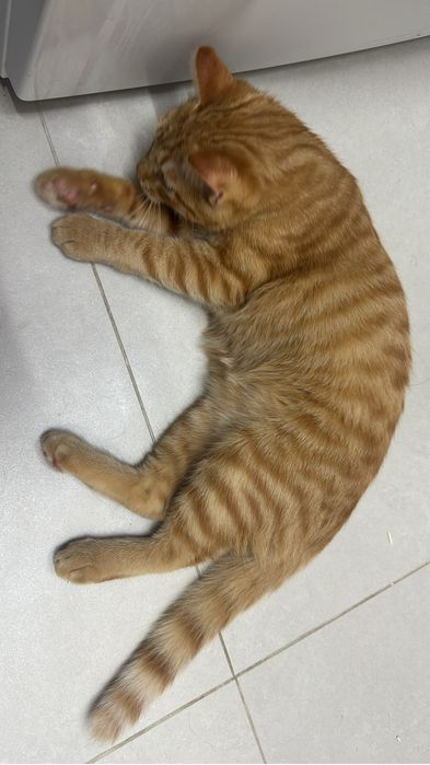 Отдам котенка в добрые руки