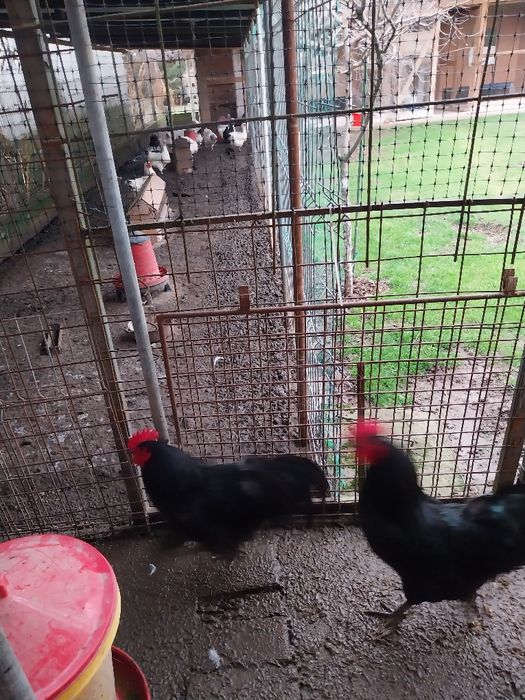 Cocosi australorp