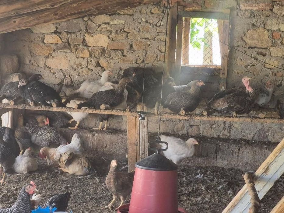 Домашни селски пилета