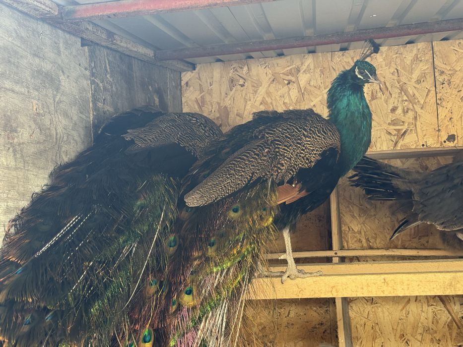 Продам Индиский ПАВЛИН