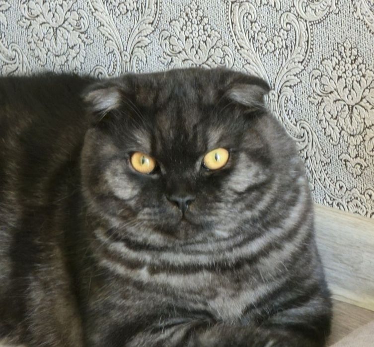 Продается котенок.Гламурный мальчик вислоух