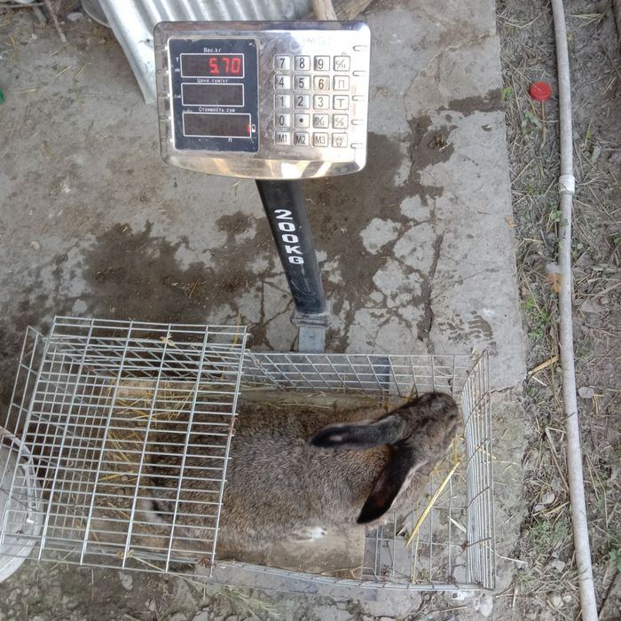 Подаются кролики