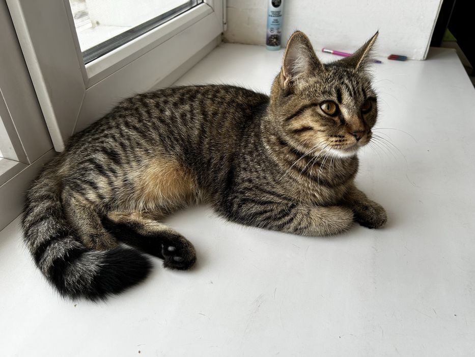 Отдам кошку (котенок)