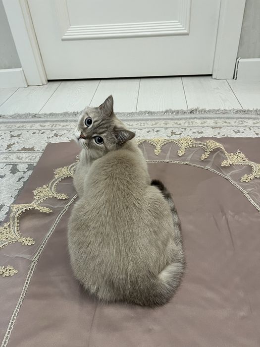Кот в добрые руки!