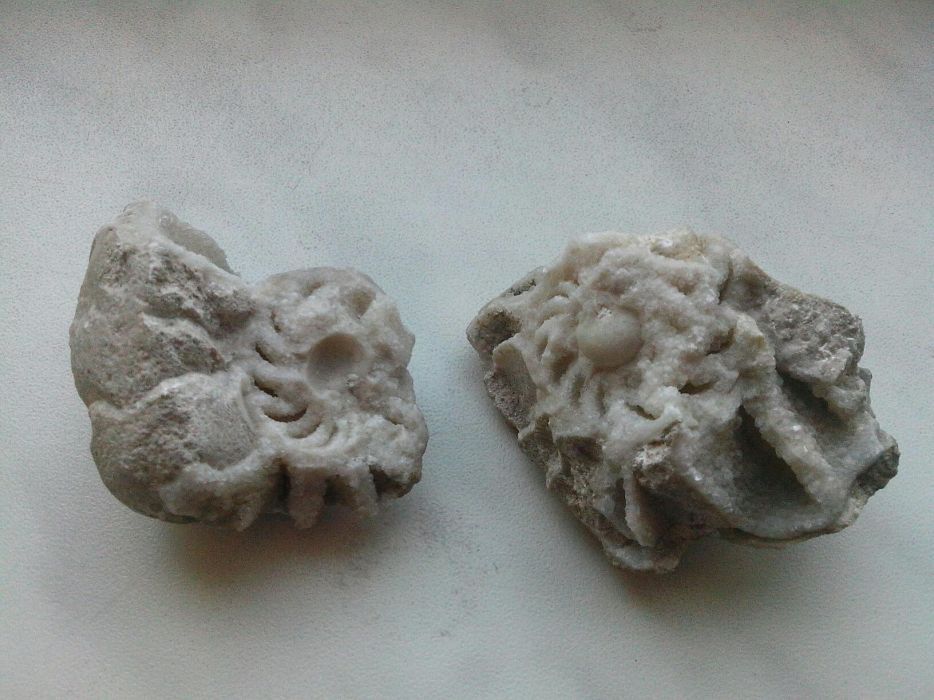 Fosila preistorica vechime 3000000 de ani