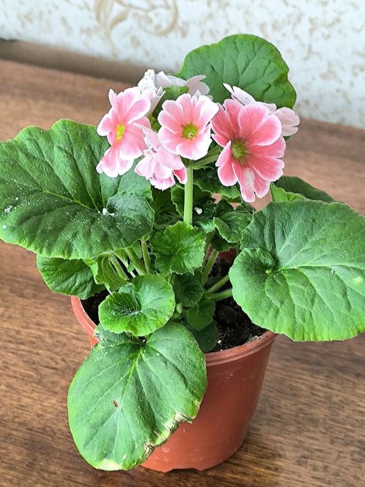 Хар хил турдаги гулларимиз бор