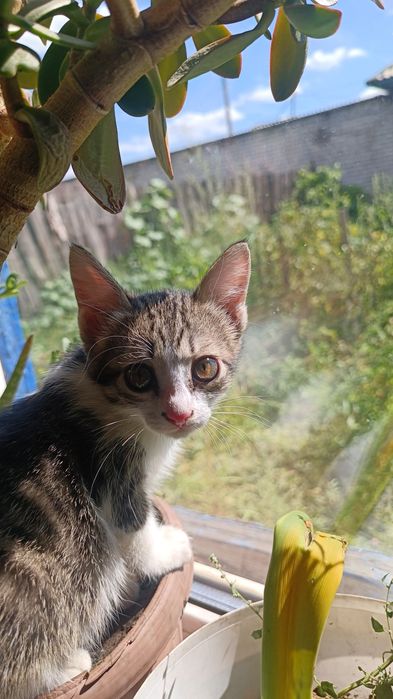 Отдам котят в хорошие руки