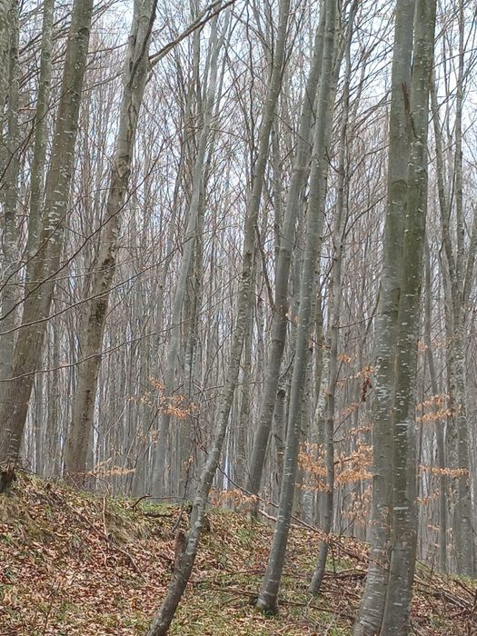 Pădure compactă de vânzare – activ forestier + venit din Carbon X