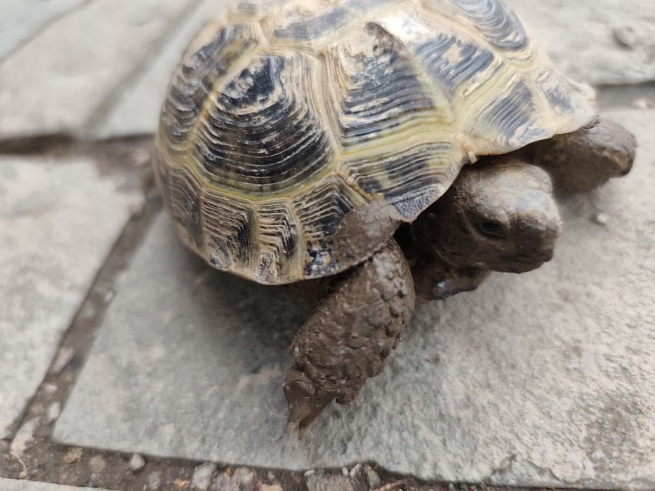 Сухопутная черепашка